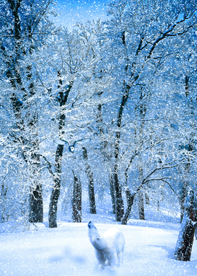  Polar bear, standing in the clearing of a winter forest, looking up at a low-flying owl